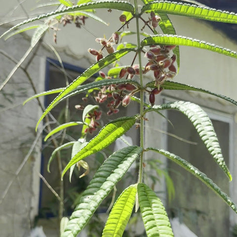 Ramos de Myrcia lacunosa adulta com frutos