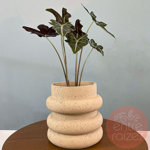 Alocasia nobilis + cachepot design em cimento