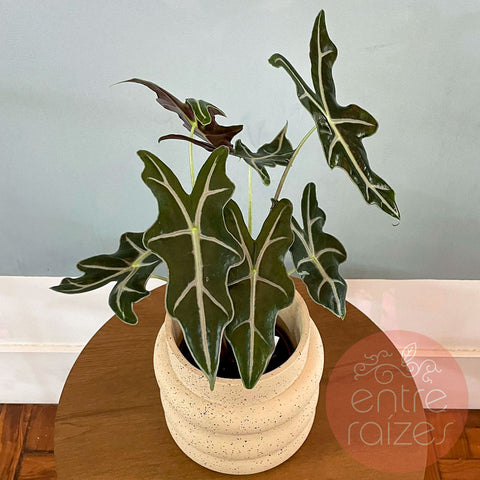 Alocasia nobilis + cachepot design em cimento