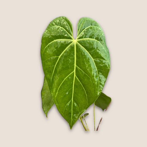 Anthurium NOID nativo — estúdio (detalhe folha)