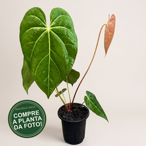 Anthurium NOID nativo — capa com selo