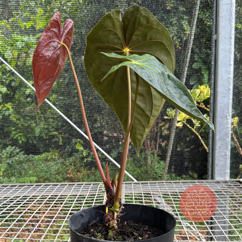 Anthurium Papillilaminum - Panamá