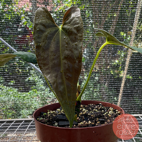 Anthurium Papillilaminum