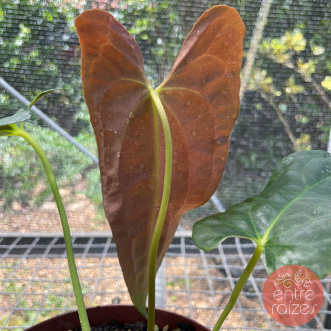 Anthurium Papillilaminum