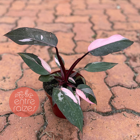 philodendron pink princess