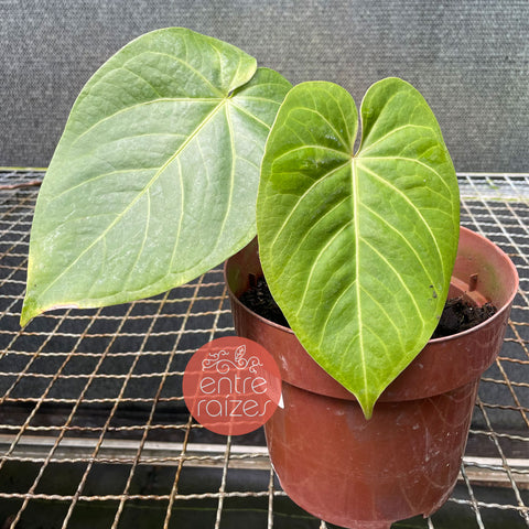 Anthurium Pulcachense x Anthurium Magnificum