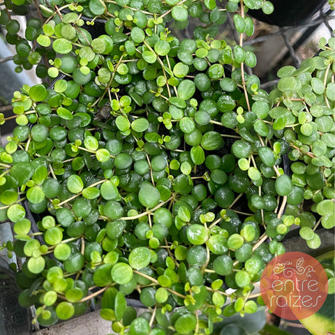 Peperômia rotundifolia (colar de lentilha)