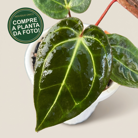 Anthurium NOID scott chen — capa com selo