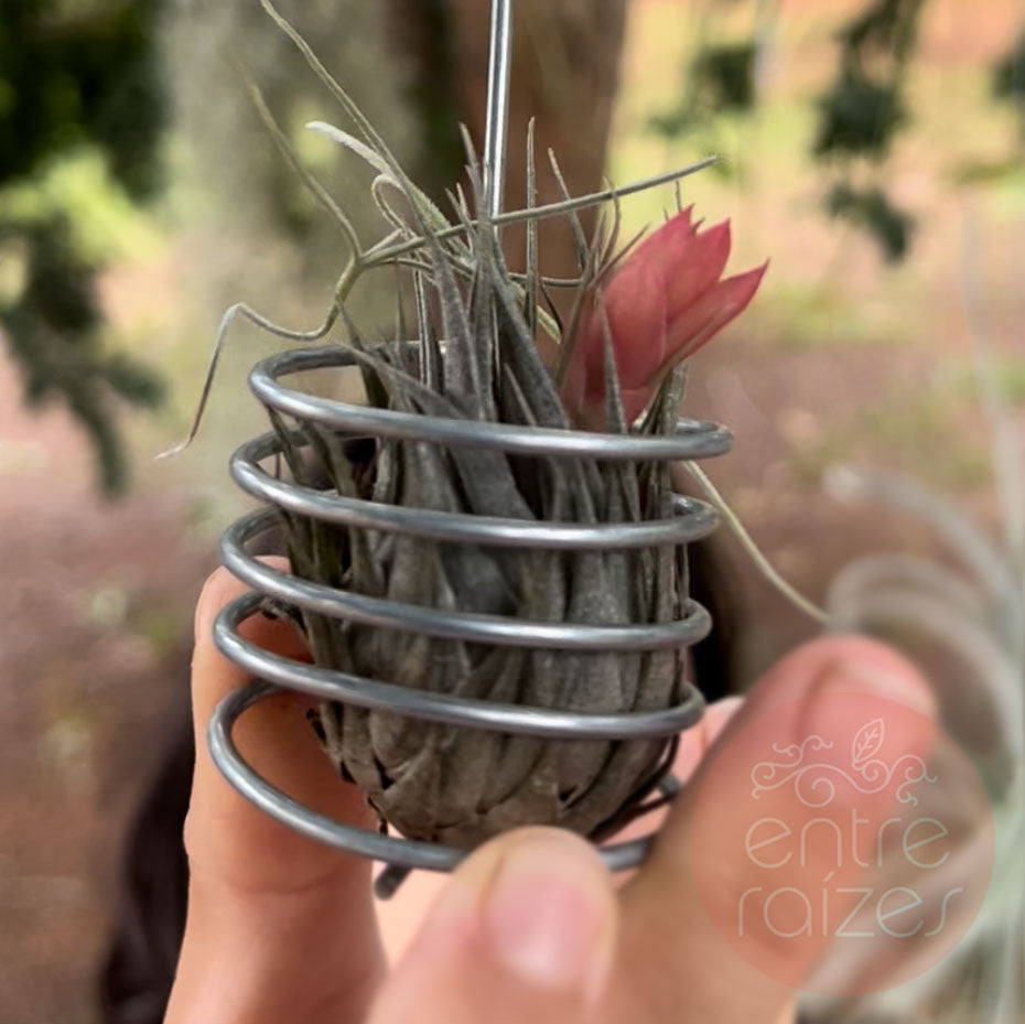 Tillandsia kautskyi – Entre Raízes Botânica