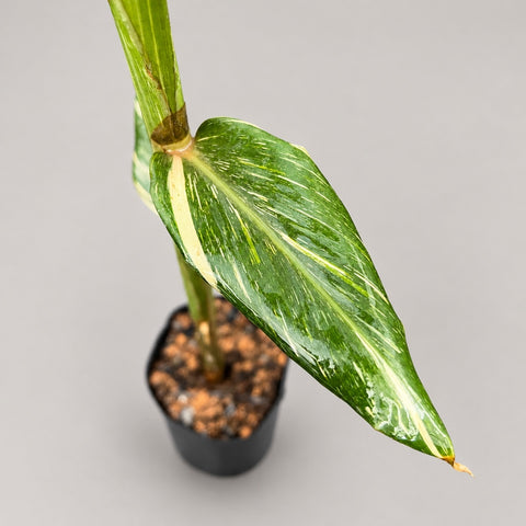 Muda de Hedychium 'Tahitian Flame' no vaso | Entre Raízes Botânica