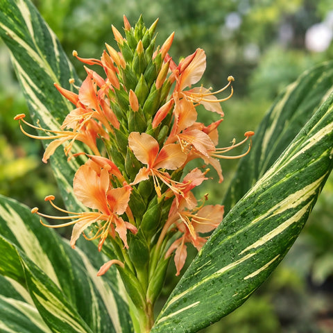Flores cor de damasco do Hedychium 'Tahitian Flame' – imagem ilustrativa gerada por IA
