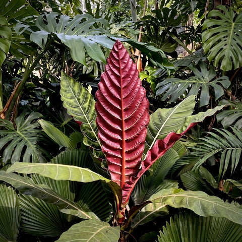 Pentagônia wendlandii com folha nova vermelha entre folhagens tropicais