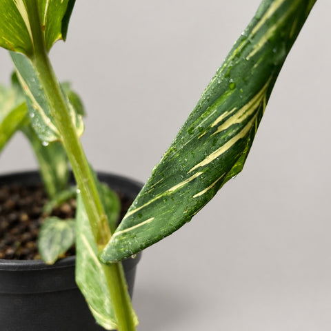 Detalhe da folha listrada de creme do Hedychium 'Tahitian Flame' | Entre Raízes Botânica