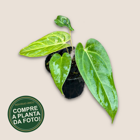 Anthurium Tropican 01 — capa com selo