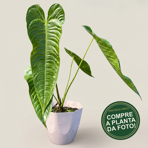 Anthurium veitchii — capa com selo