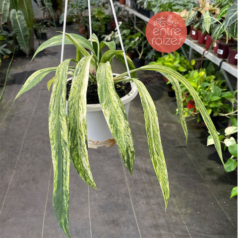 Anthurium vittarifolium 'variegata' G