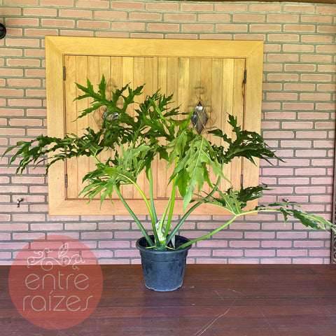 Philodendron warscewiczii