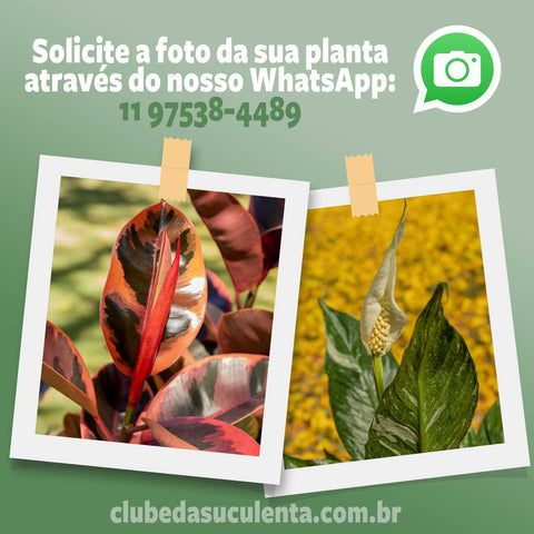 Ficus elástica Burgundy (rubro) - 1 haste