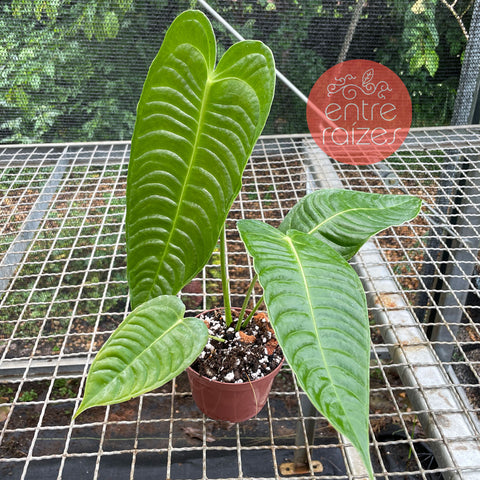 Anthurium Veitchii x Nymphaeifolium