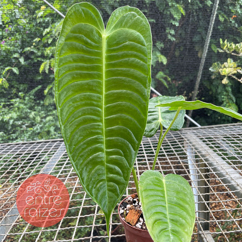 Anthurium Veitchii x Nymphaeifolium