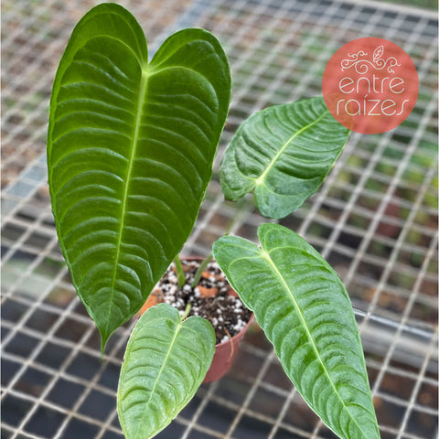 Anthurium Veitchii x Nymphaeifolium